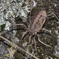 Attēlu rezultāti vaicājumam “Lophopilio palpinalis”