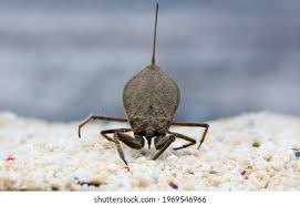 Attēlu rezultāti vaicājumam “Nepa cinerea imago”