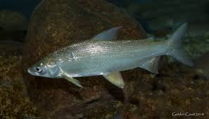 Image result for Coregonus clupeaformis