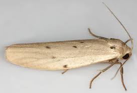 Attēlu rezultāti vaicājumam “Pelosia muscerda”