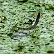Attēlu rezultāti vaicājumam “Natrix natrix”