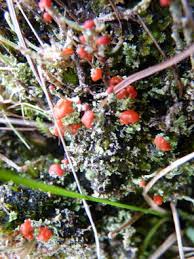 Attēlu rezultāti vaicājumam “Cladonia floerkeana”