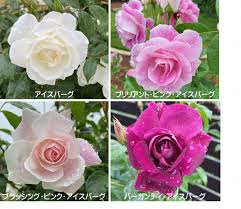 「アイスバーグ」の画像検索結果