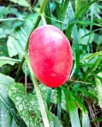 Attēlu rezultāti vaicājumam “Podophyllum hexandrum fruit”