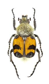 Attēlu rezultāti vaicājumam “Trichius fasciatus”