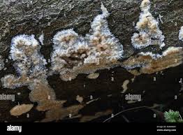 Attēlu rezultāti vaicājumam “Oxyporus corticola”