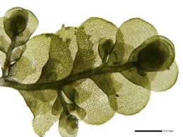 Attēlu rezultāti vaicājumam “Radula complanata”