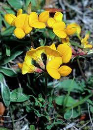 Attēlu rezultāti vaicājumam “Lotus corniculatus flower”
