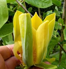 Attēlu rezultāti vaicājumam “Magnolia acuminata flower”