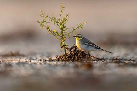 Attēlu rezultāti vaicājumam “Motacilla citreola”