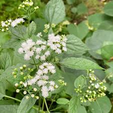 Attēlu rezultāti vaicājumam “Bidens frondosa flower”