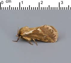 Attēlu rezultāti vaicājumam “Hepialus lupulinus”