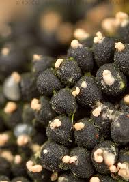 Attēlu rezultāti vaicājumam “Ruzenia spermoides”