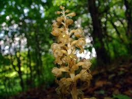 Attēlu rezultāti vaicājumam “Neottia nidus-avis”