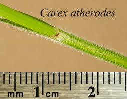 Attēlu rezultāti vaicājumam “Carex atherodes”