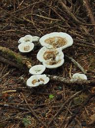 Attēlu rezultāti vaicājumam “Onnia tomentosa”