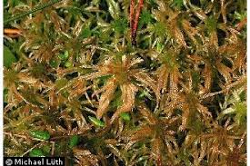 Attēlu rezultāti vaicājumam “Sphagnum angustifolium”