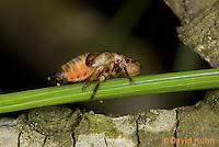Attēlu rezultāti vaicājumam “Aphrophora nymph”