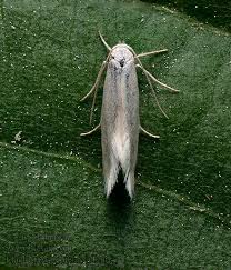 Attēlu rezultāti vaicājumam “Elachista argentella”