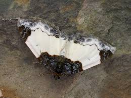 Attēlu rezultāti vaicājumam “Mesoleuca albicillata”