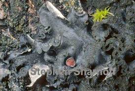 Attēlu rezultāti vaicājumam “Leptogium saturninum”