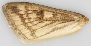 Attēlu rezultāti vaicājumam “Sitochroa verticalis”