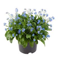 Image result for Vergissmeinnicht