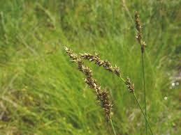 Attēlu rezultāti vaicājumam “Carex diandra”