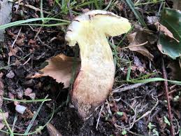 Attēlu rezultāti vaicājumam “Xerocomus chrysenteron”