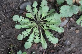Attēlu rezultāti vaicājumam “Cardaminopsis arenosa bud”