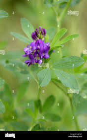 Attēlu rezultāti vaicājumam “Leguminosae”