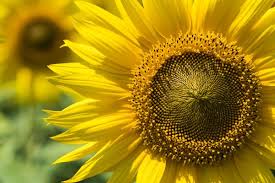 Image result for Sonnenblume