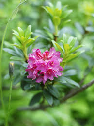 Attēlu rezultāti vaicājumam “Rhododendron sichotense flower”