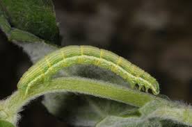 Attēlu rezultāti vaicājumam “Pseudopanthera macularia”