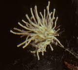 Attēlu rezultāti vaicājumam “Torrubiella arachnophila”