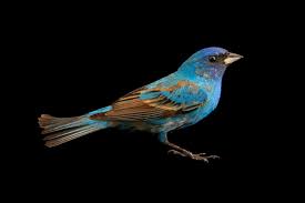 Image result for Passerina cyanea