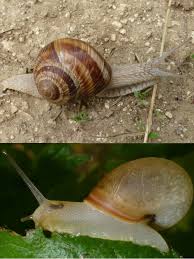 Attēlu rezultāti vaicājumam “Helix pomatia”