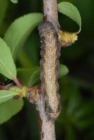 Attēlu rezultāti vaicājumam “Orthosia munda”