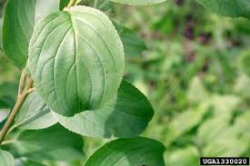 Attēlu rezultāti vaicājumam “Rhamnus cathartica”