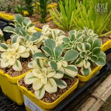 Image result for Aichryson