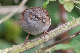 Attēlu rezultāti vaicājumam “Prunella modularis adult”