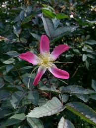 Attēlu rezultāti vaicājumam “Rosa glauca leaf”
