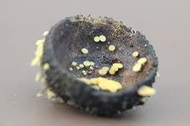 Attēlu rezultāti vaicājumam “Hymenoscyphus fructigenus var. coryli”