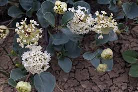 Attēlu rezultāti vaicājumam “Rosa glabrifolia”