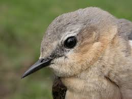 Attēlu rezultāti vaicājumam “Oenanthe oenanthe”