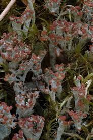 Attēlu rezultāti vaicājumam “Cladonia phyllophora”