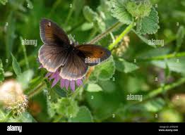 Attēlu rezultāti vaicājumam “Maniola jurtina male”