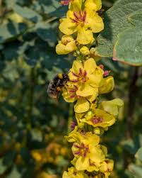 Image result for Verbascum nigrum
