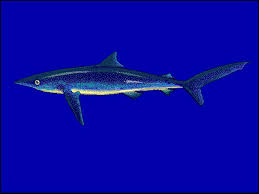 Image result for Prionace glauca