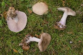 Attēlu rezultāti vaicājumam “Lepista nuda”